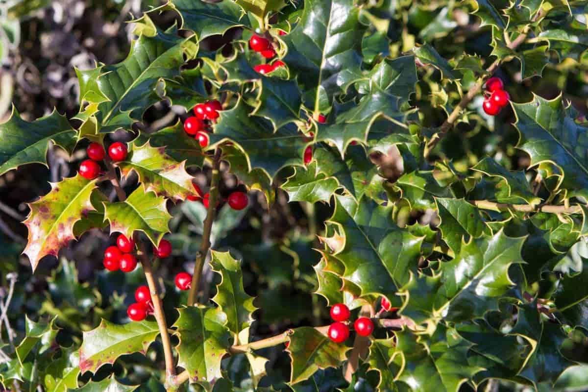 hollies for hedges