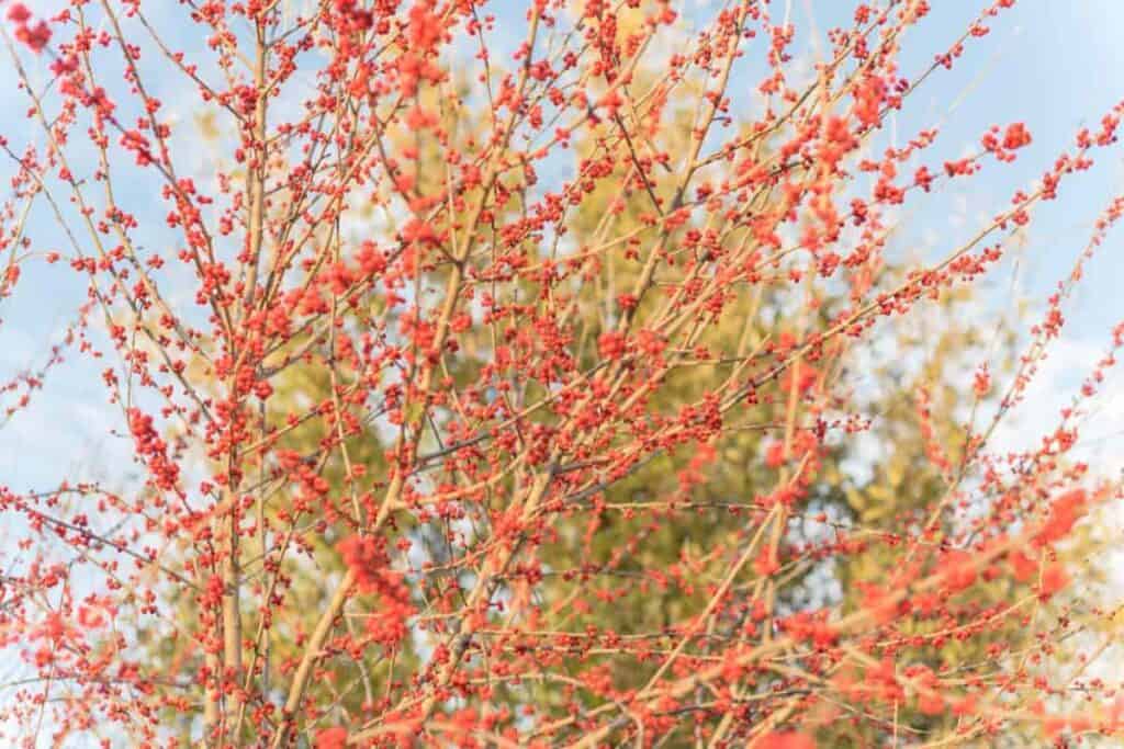 Holly Tree