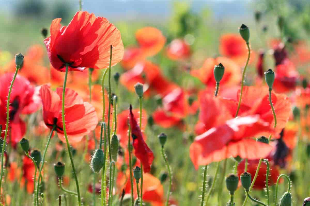 poppies for brilliance