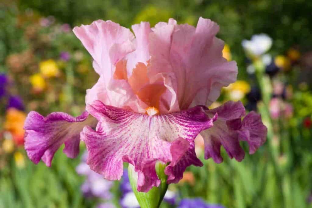 Pink Iris
