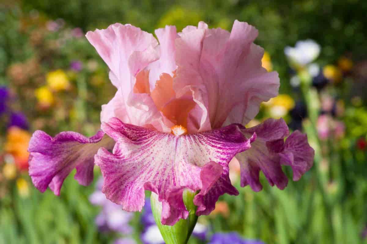 Pink Iris