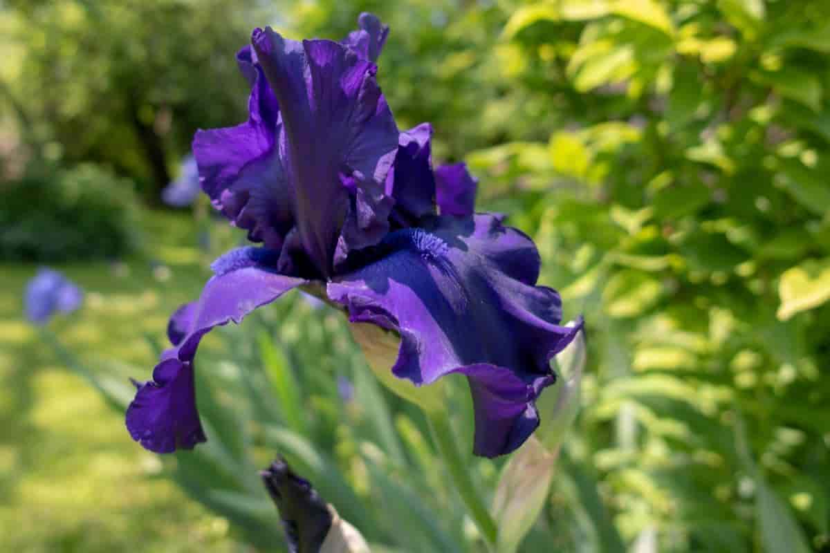 New Zealand Iris