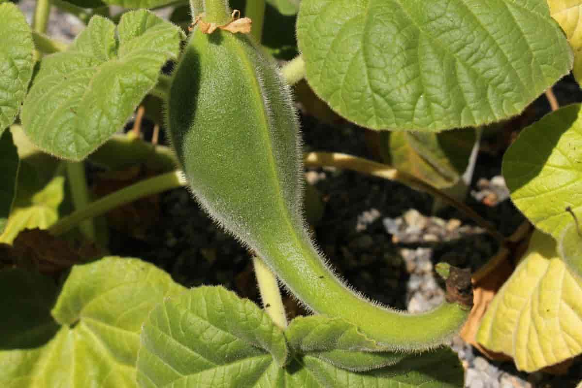 Unicorn Plant