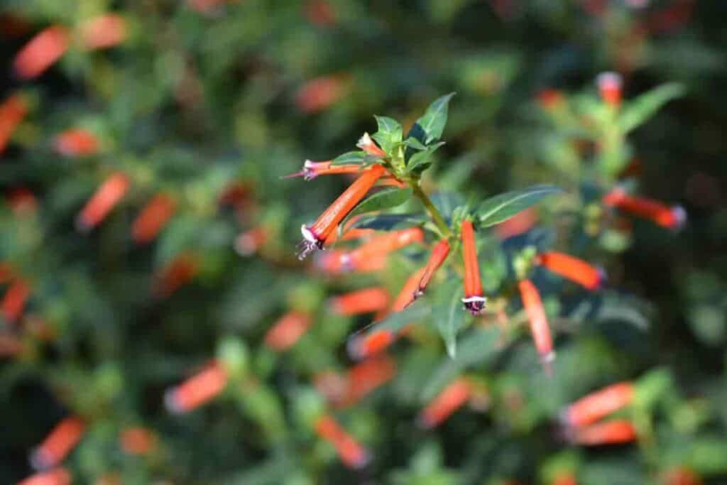 seldom seen annuals