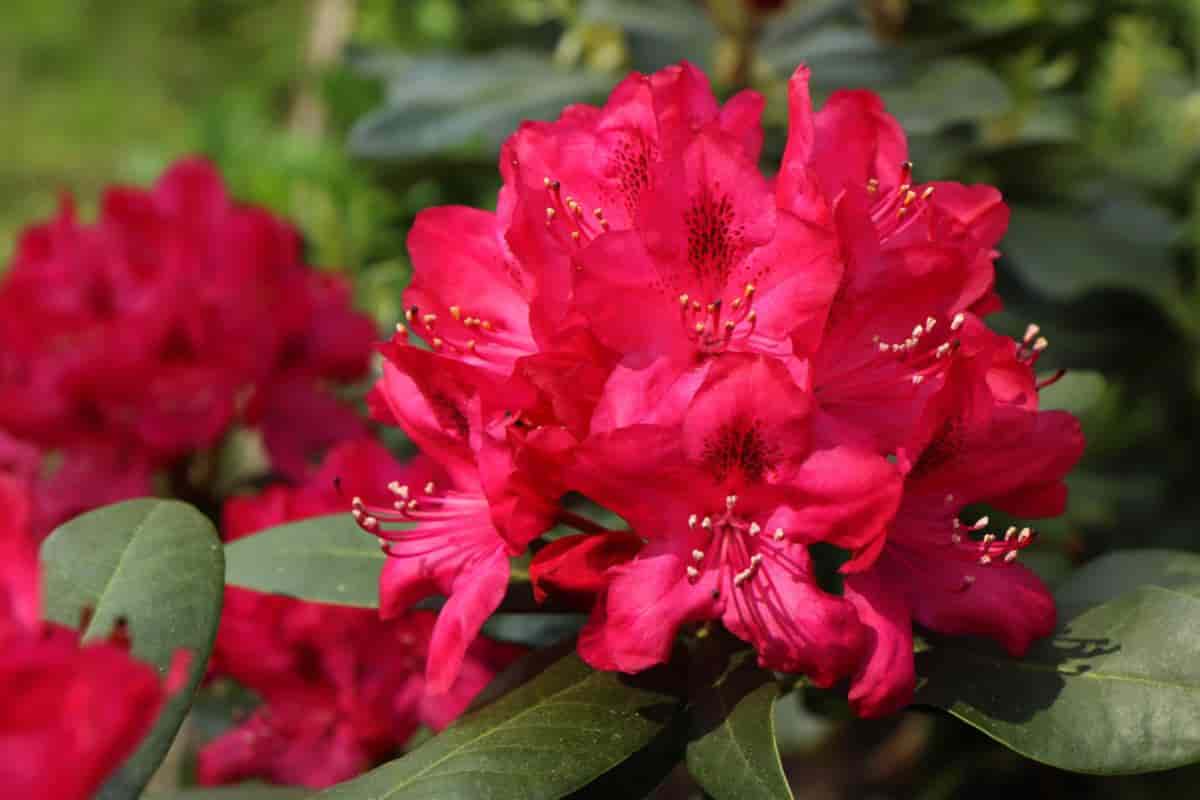 Non-hardy Rhododendrons