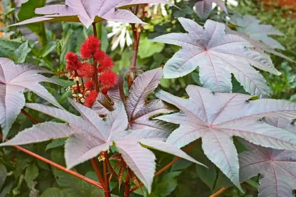 cinderella plant