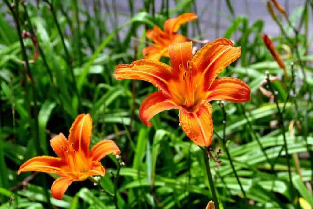 Spotlight Daylilies