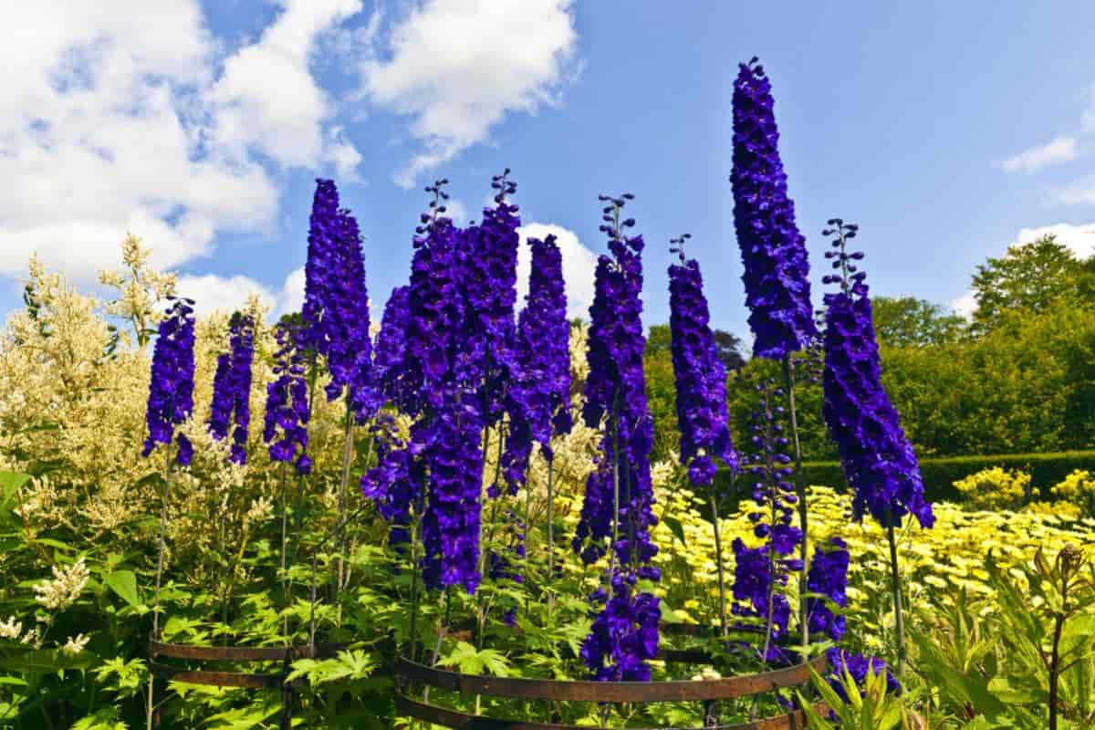 Difficult Delphiniums