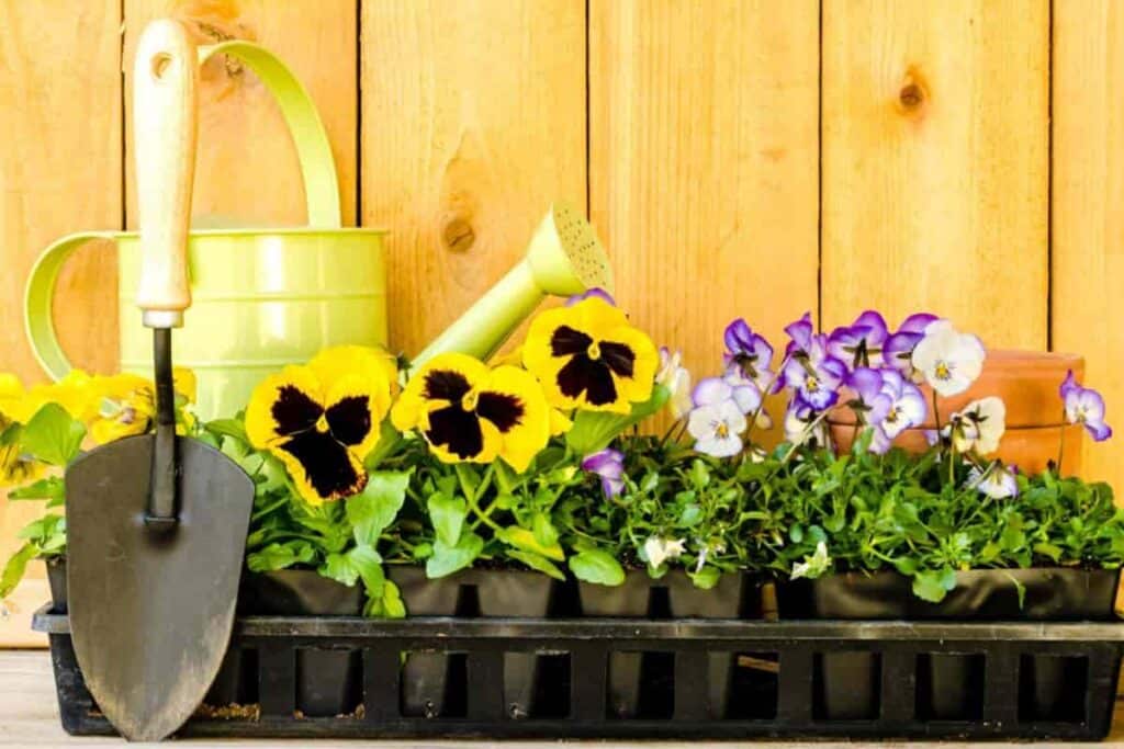 Pleasing Pansies