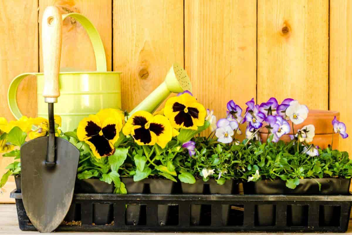 Pleasing Pansies