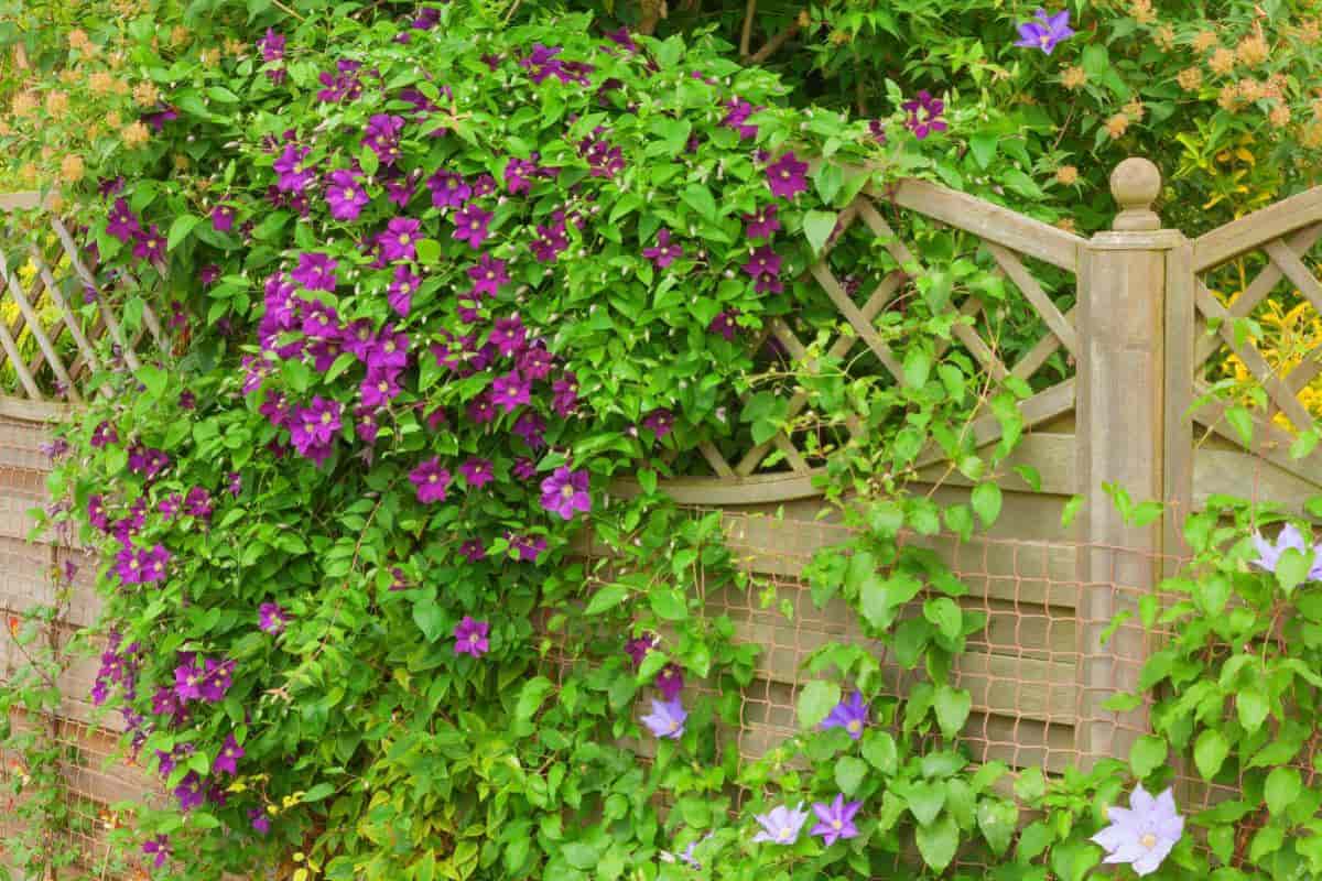 drape it with clematis