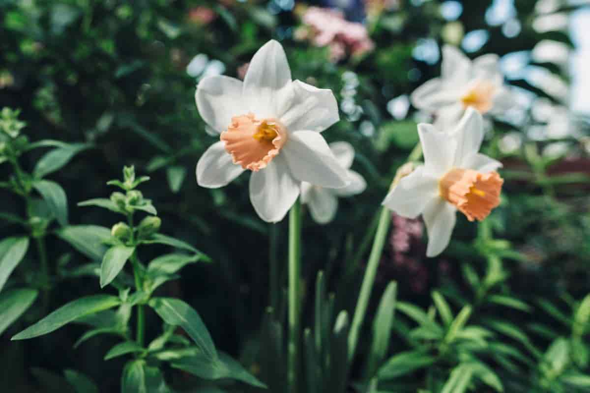 Daffodil Parade