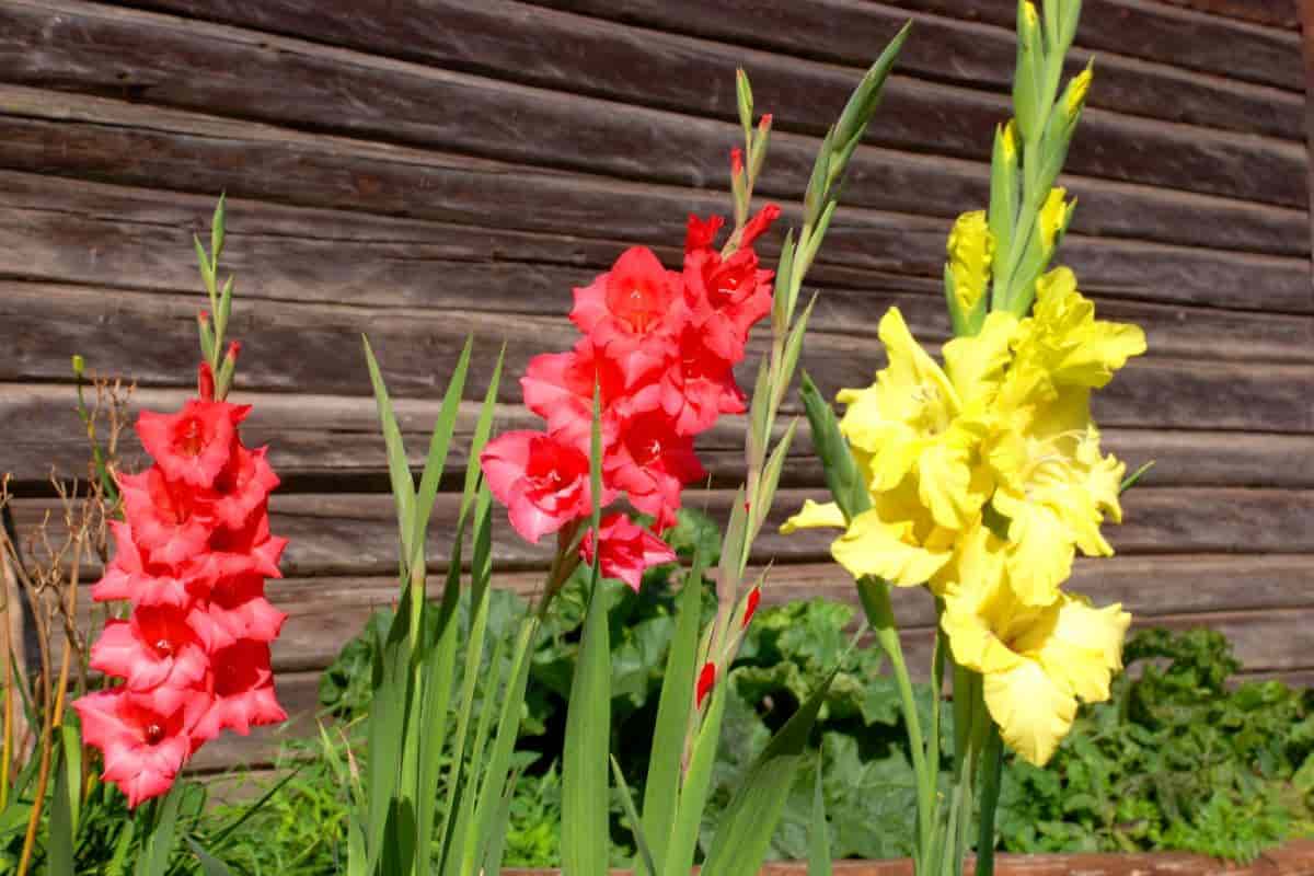 Dutch Gladiolus
