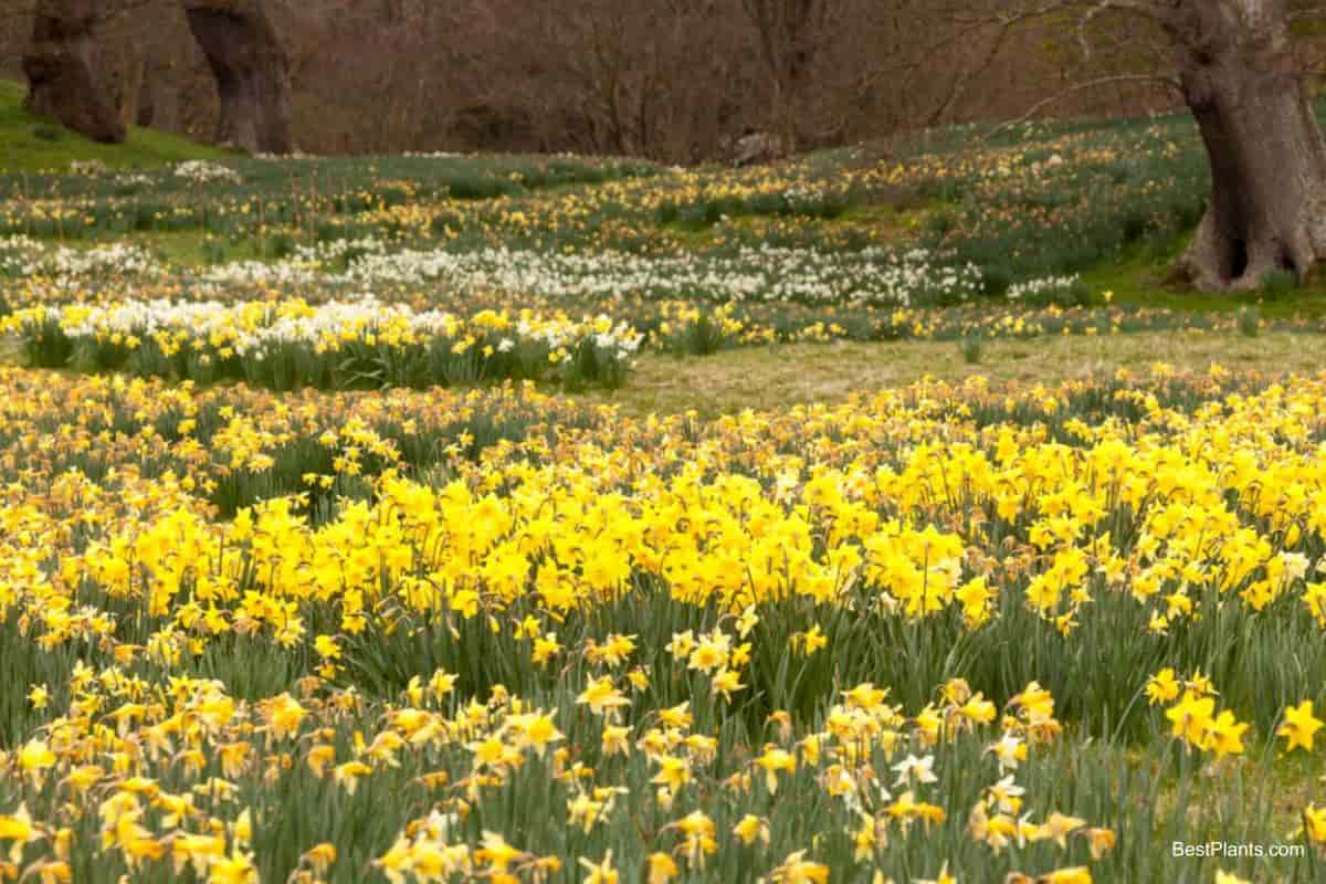 daffodils natural setting