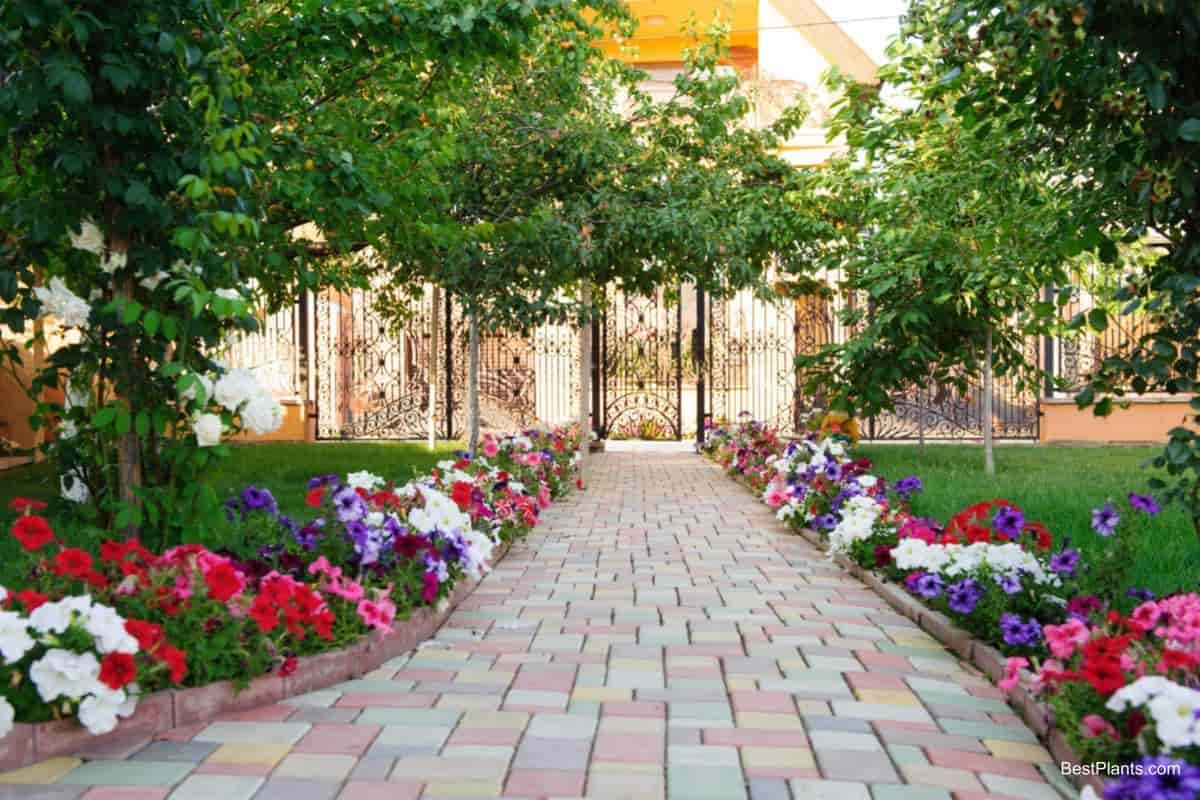 border full spring flowers