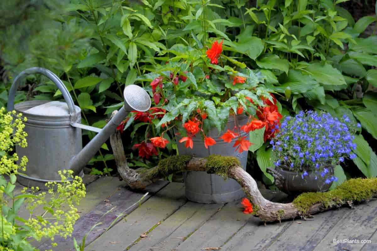 Gardening Pointers for September