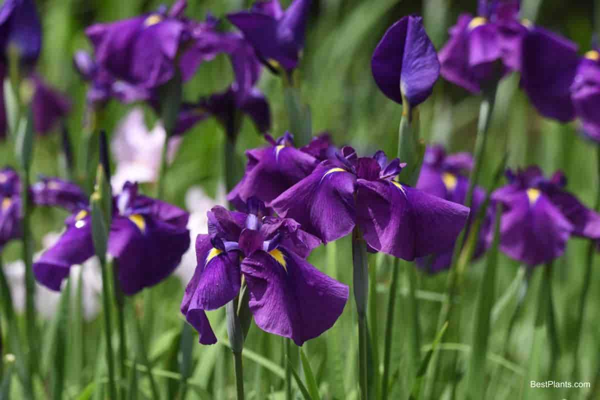 Growing Iris Varieties For the south