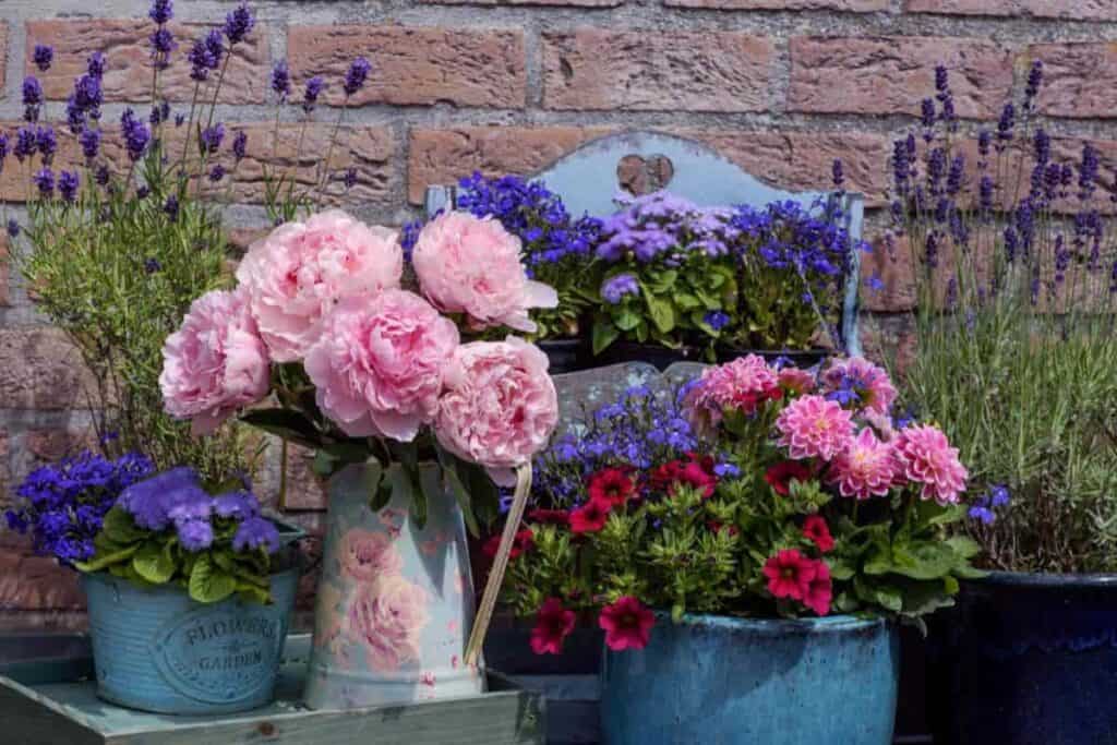 Prize Peonies