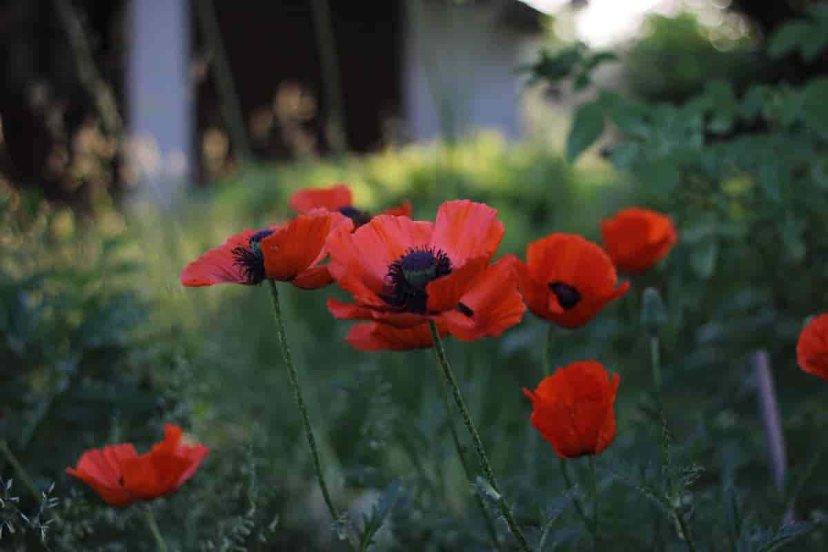 New Oriental Poppies