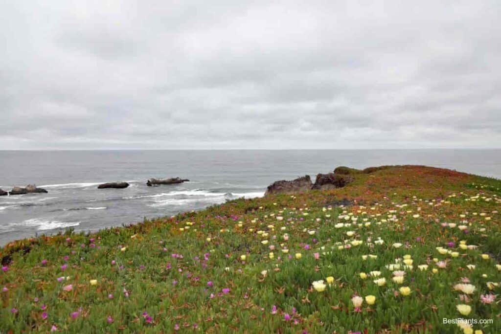 West Coast Gardening