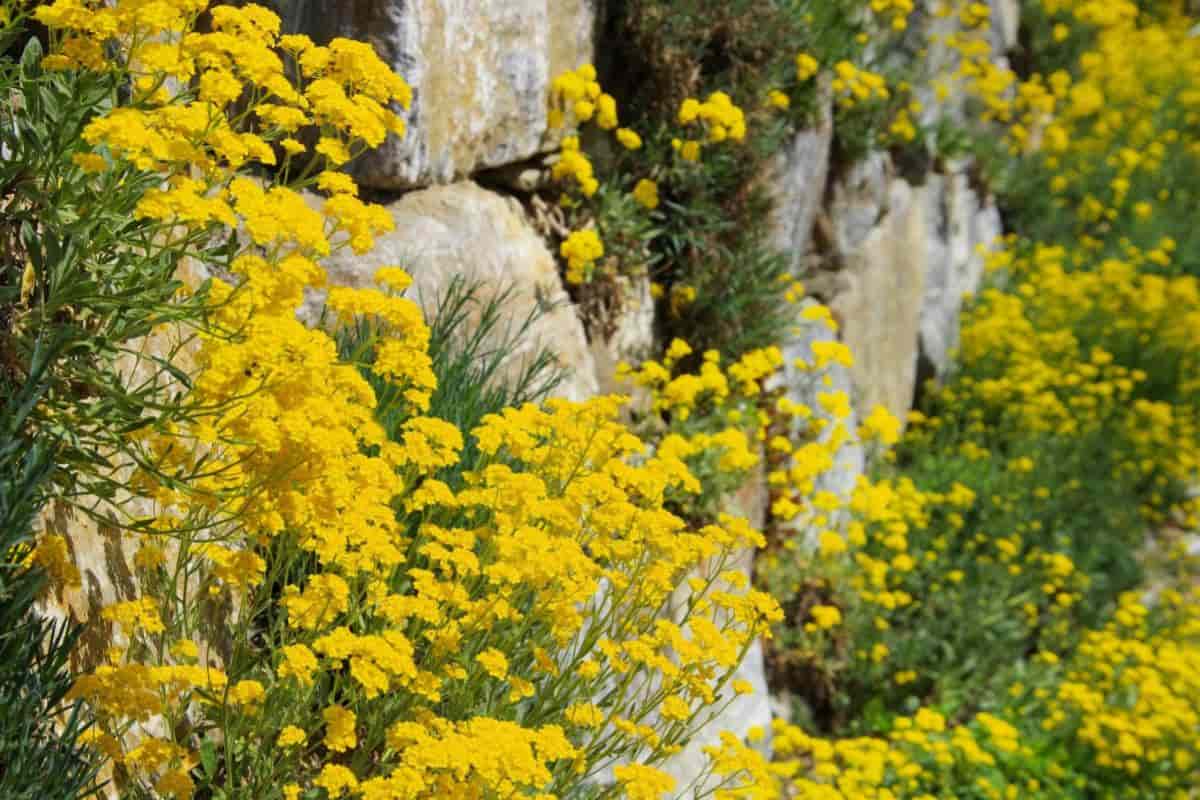 Spring Garden Around a Brook