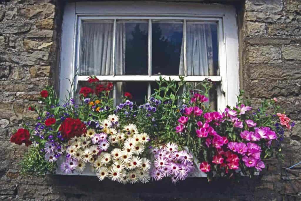 Window Boxes