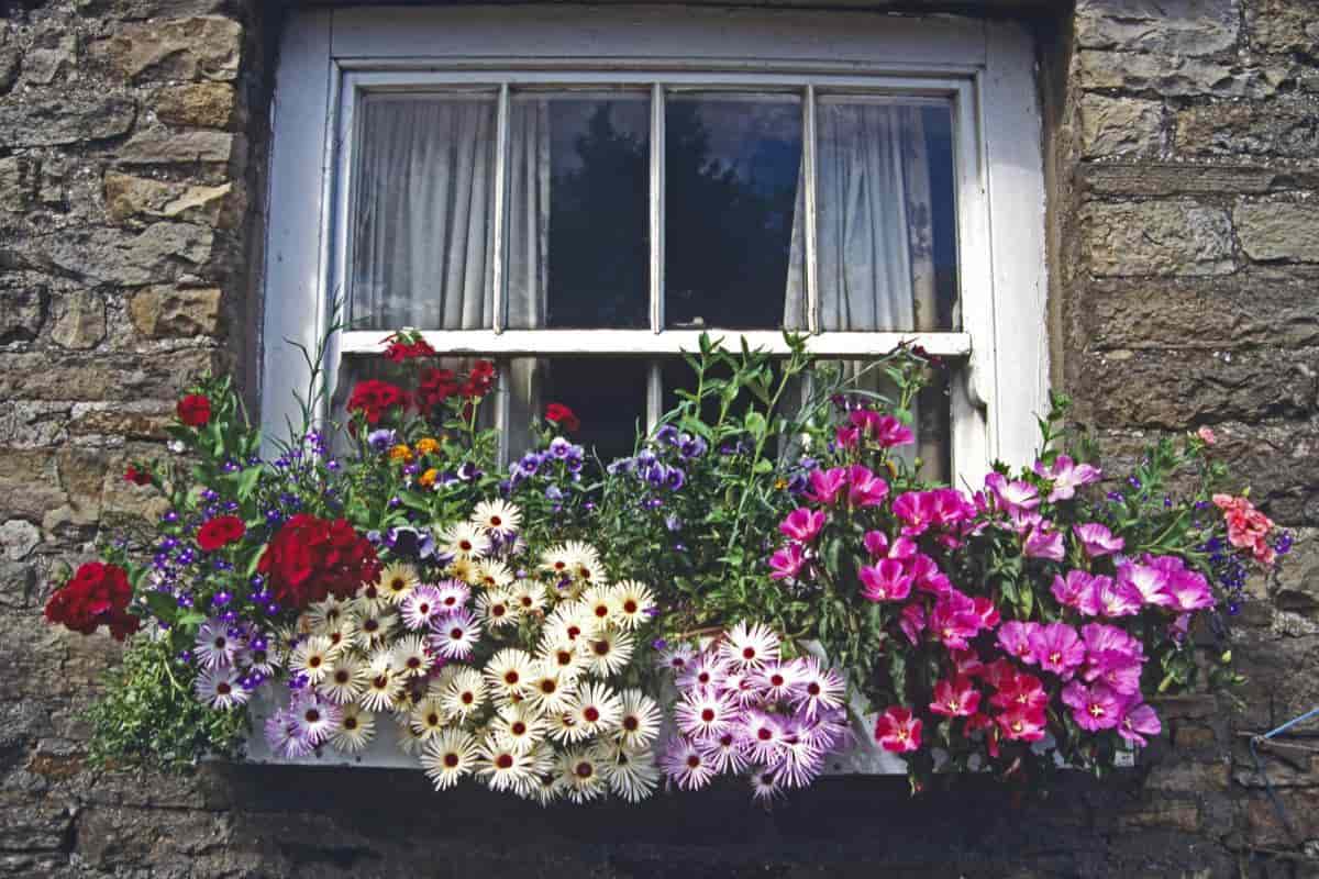 Window Boxes