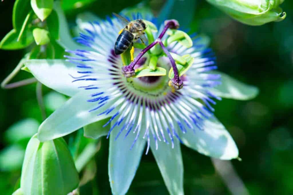 passion flowers for a garage wall
