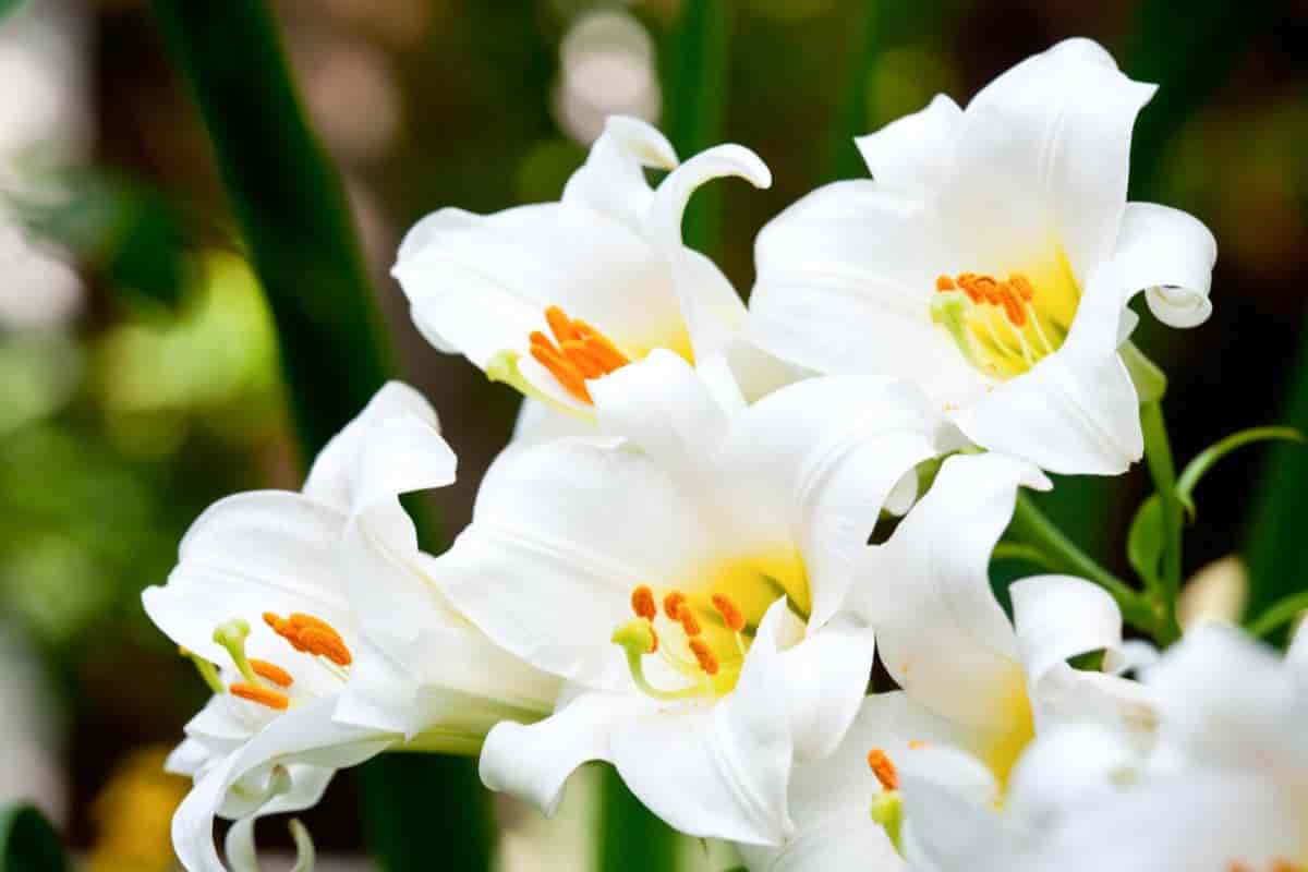 Easter Lilies