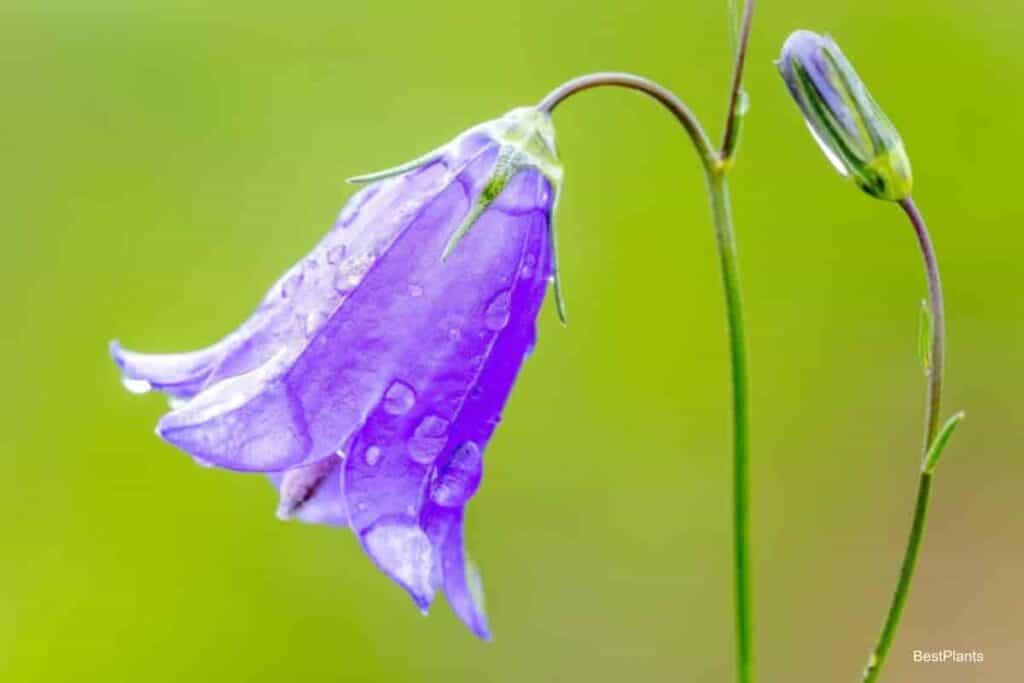 bellflowers for your garden