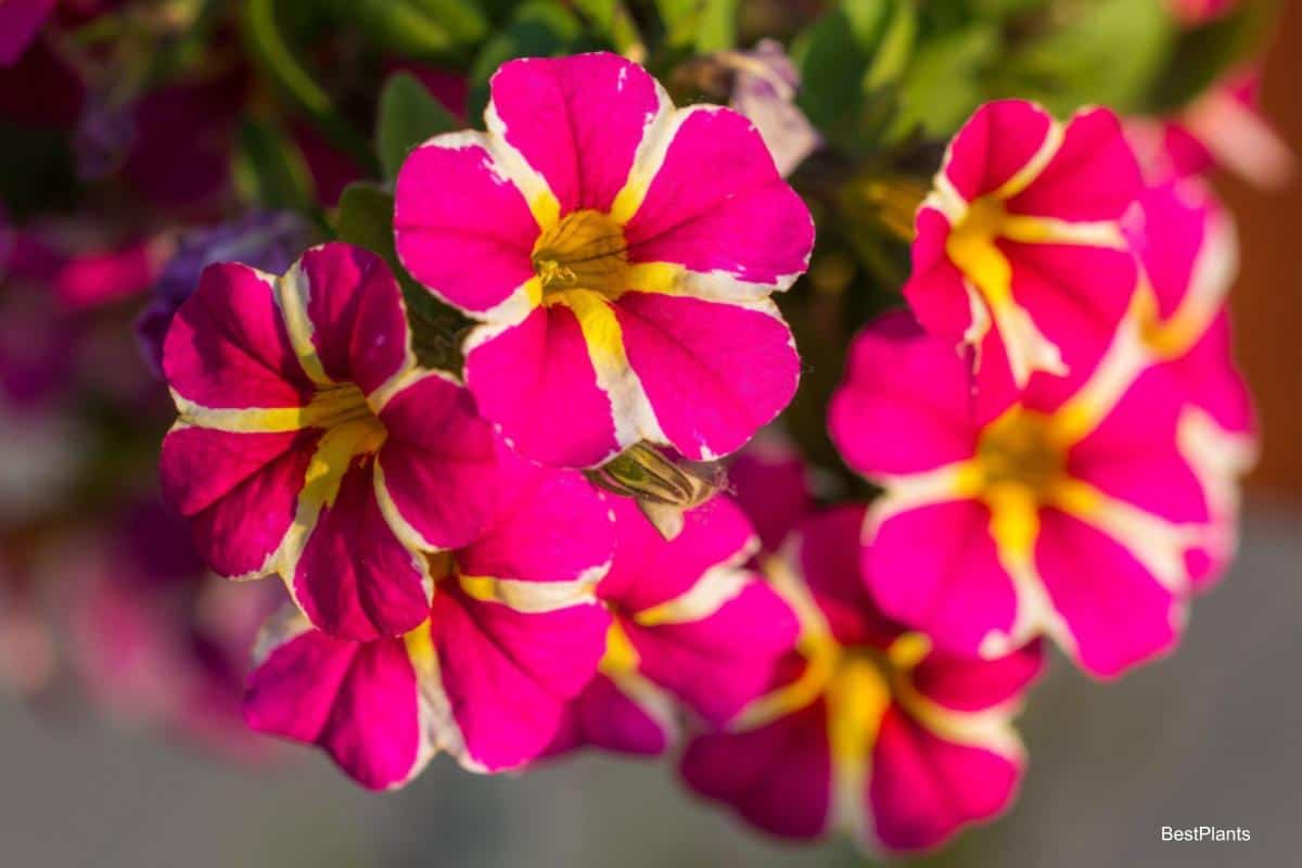 garden time