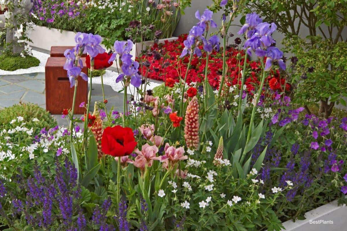 Colorful Companion Plants For Iris