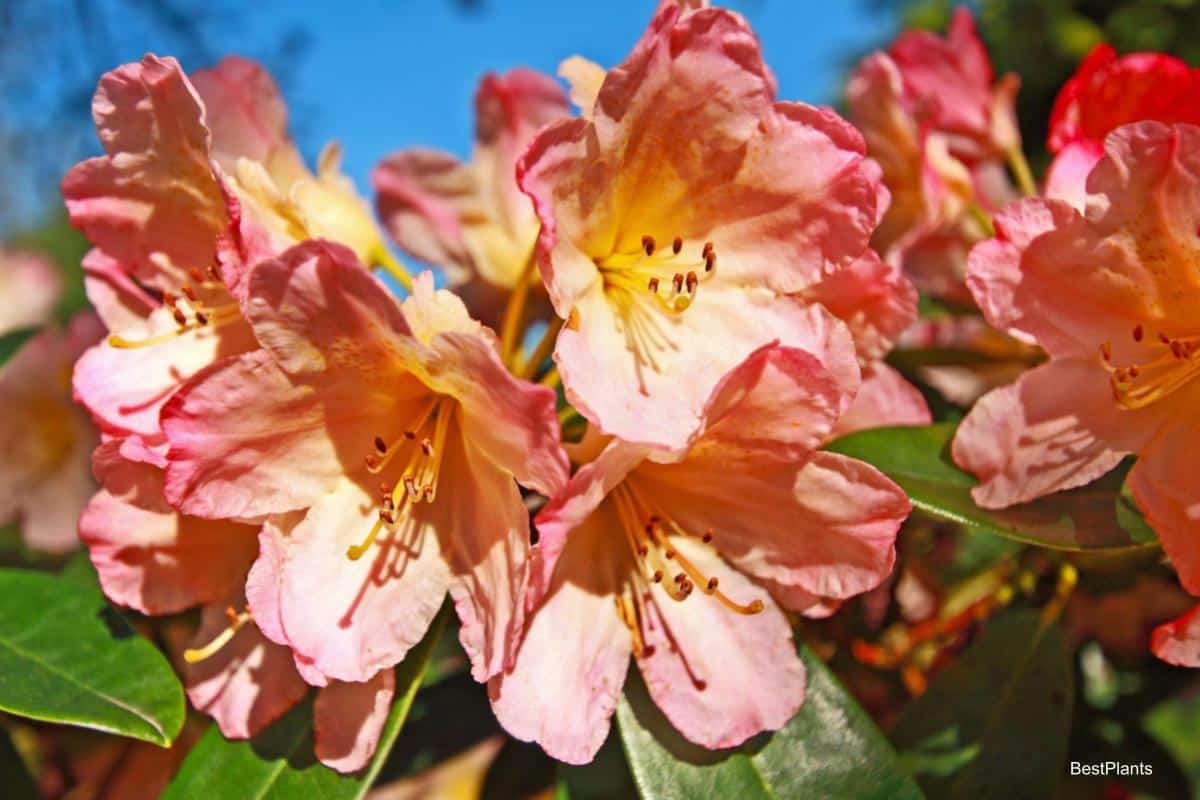 rhododendrons and azaleas soils