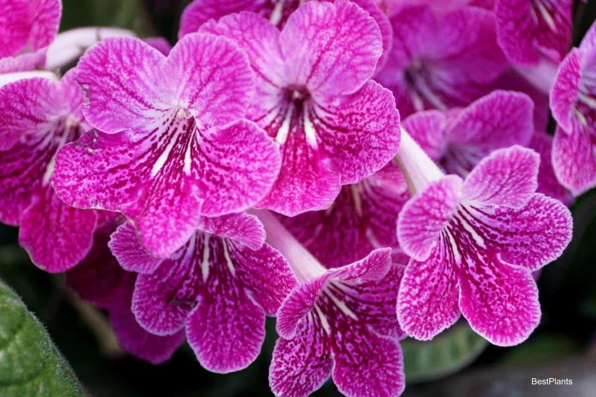 greenhouse cape primroses