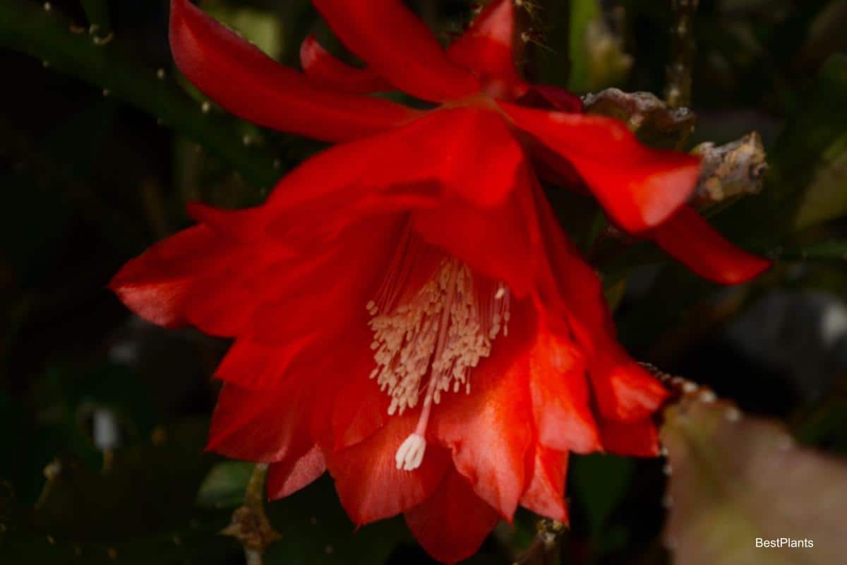 Orchid Cactus