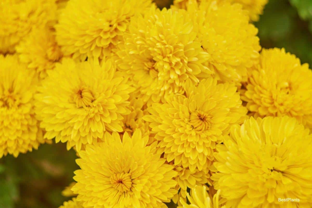 Chrysanthemum