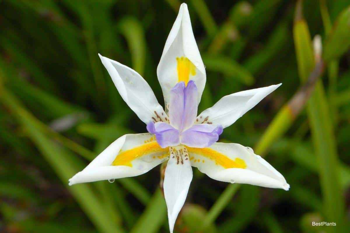 Lovely Butterfly Iris