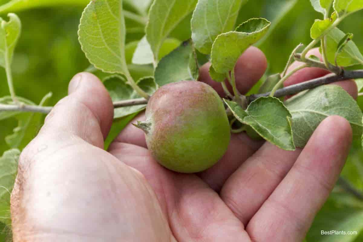 returns dwarf fruits