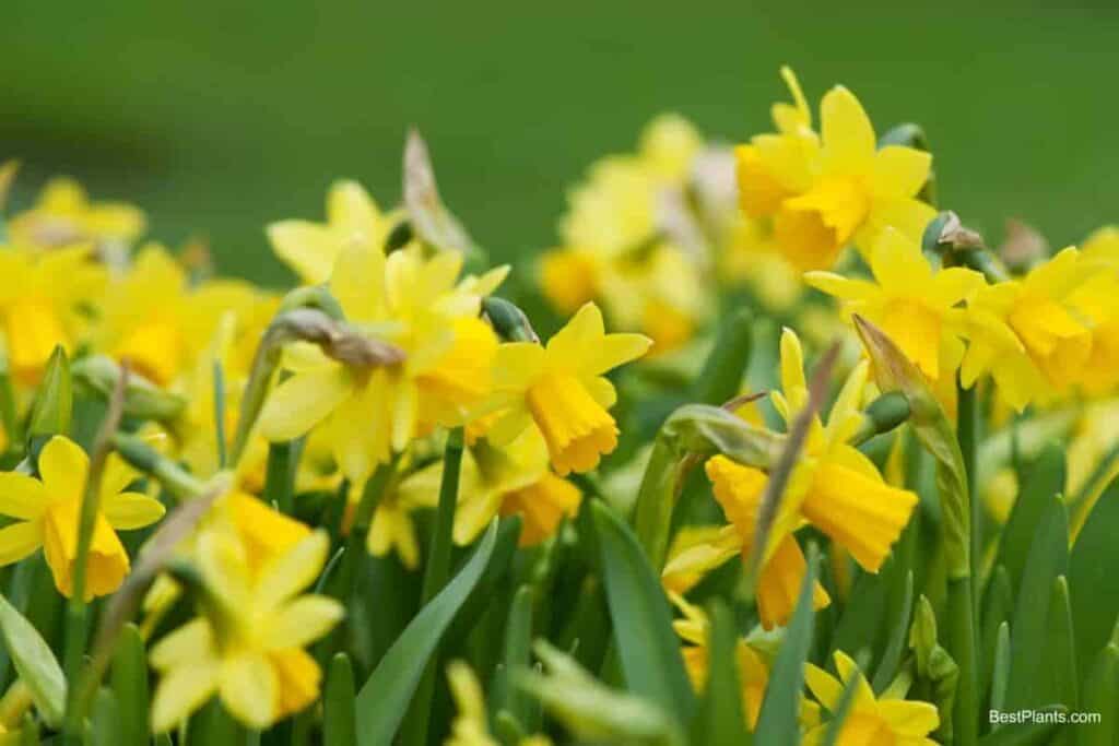 Naturalizing Daffodils