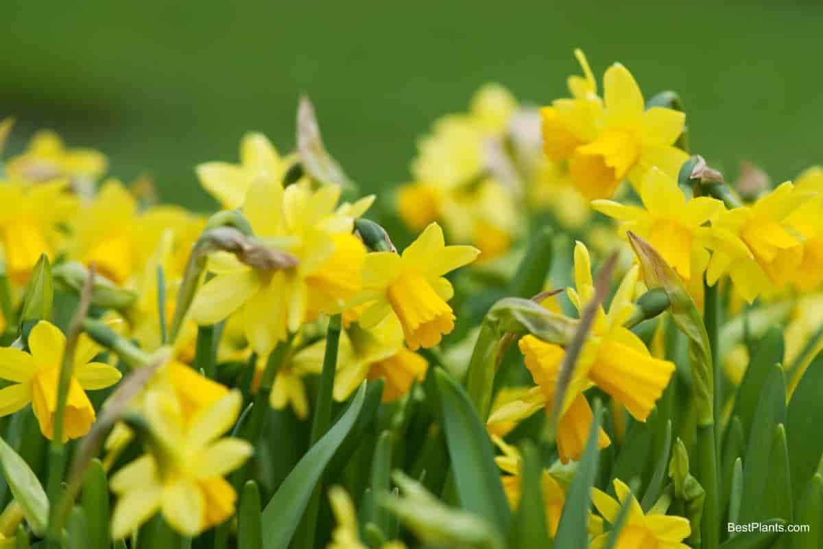 Naturalizing Daffodils