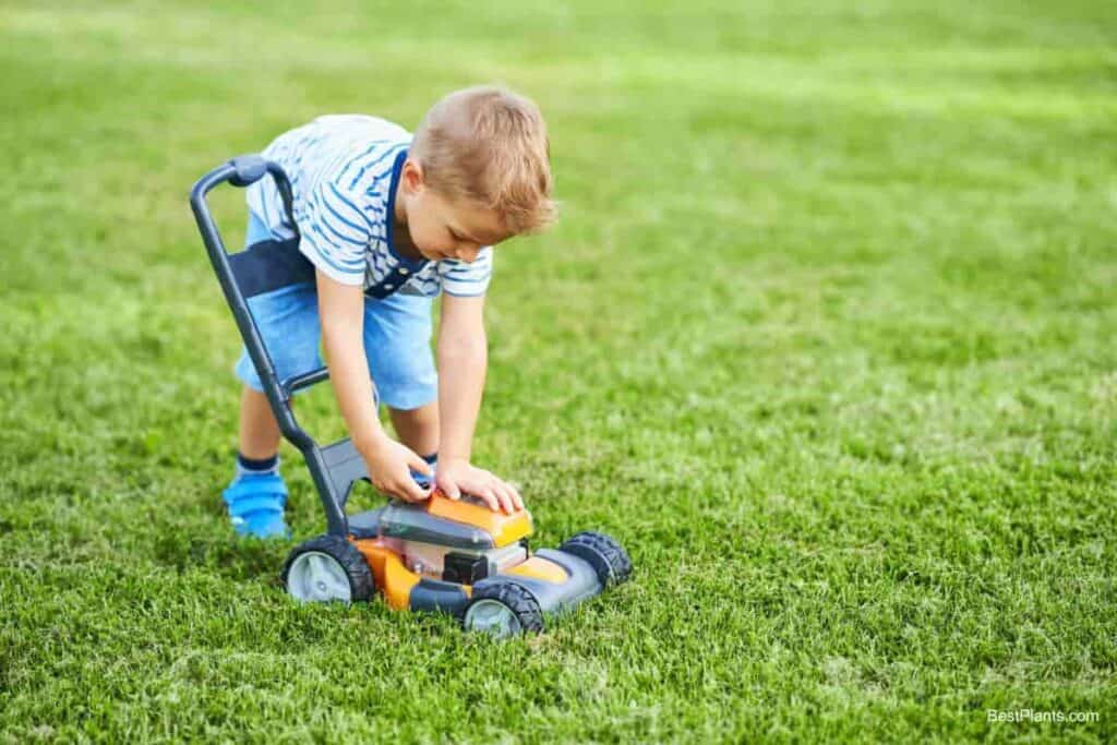 Making a New Lawn