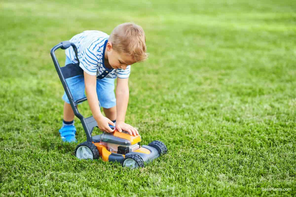 Making a New Lawn