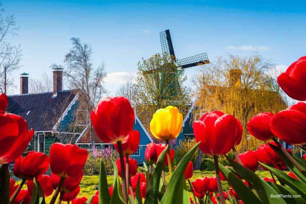 Planting Tulips