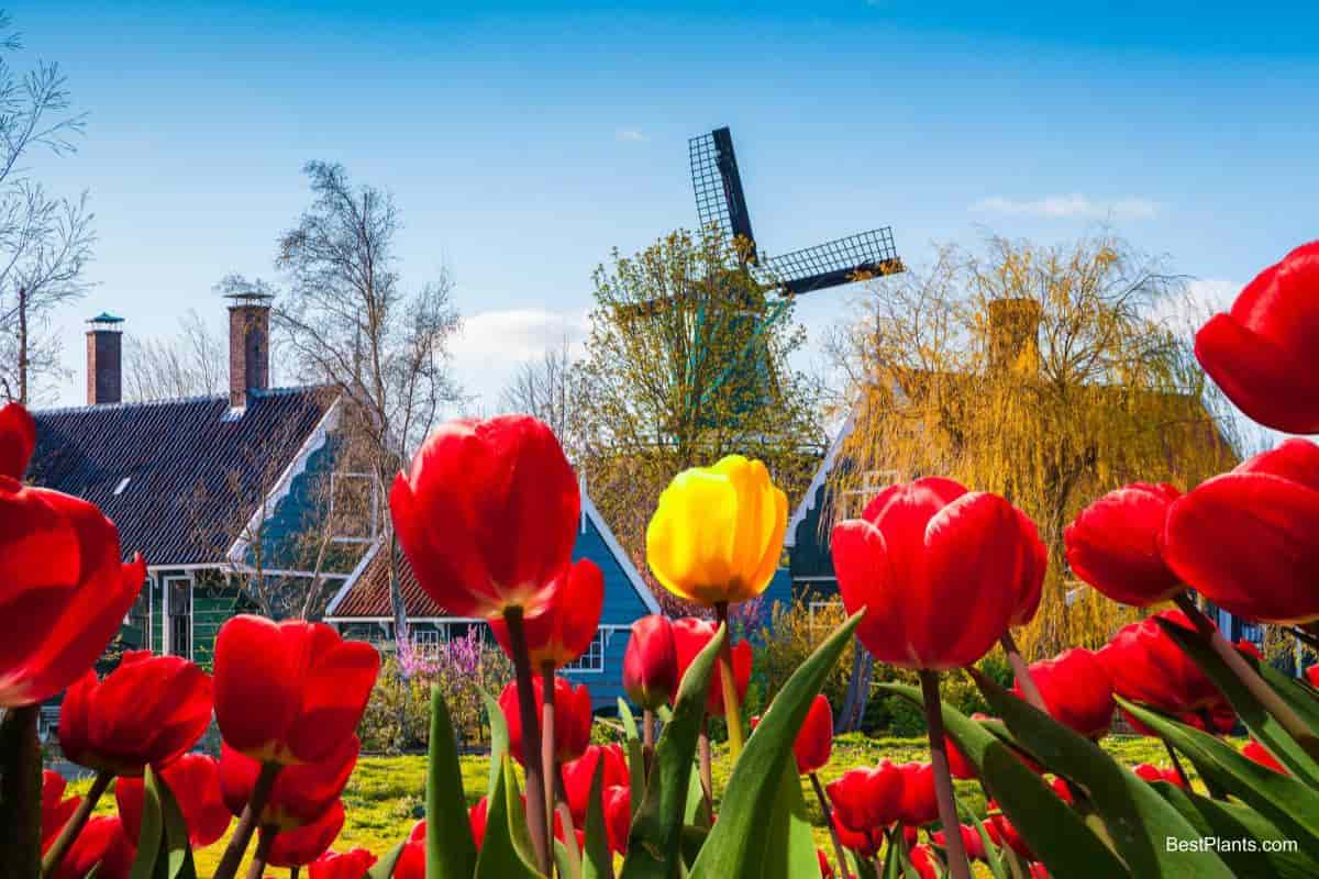 Planting Tulips