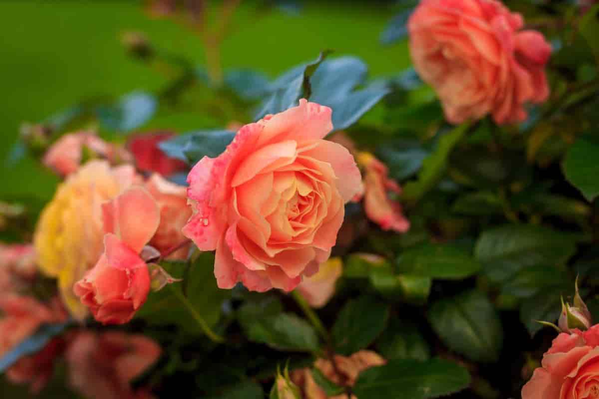 Rose Garden