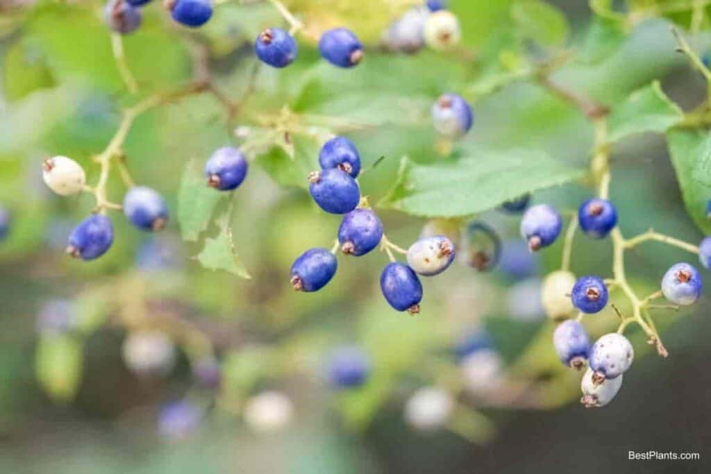 Sapphire Berries