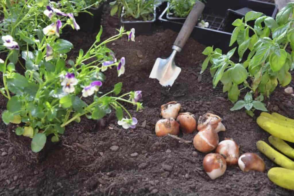 Bulbs Garden