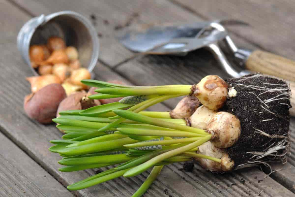 garden with bulbs