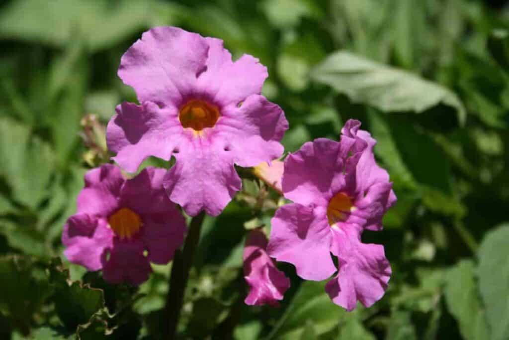 News on Plants