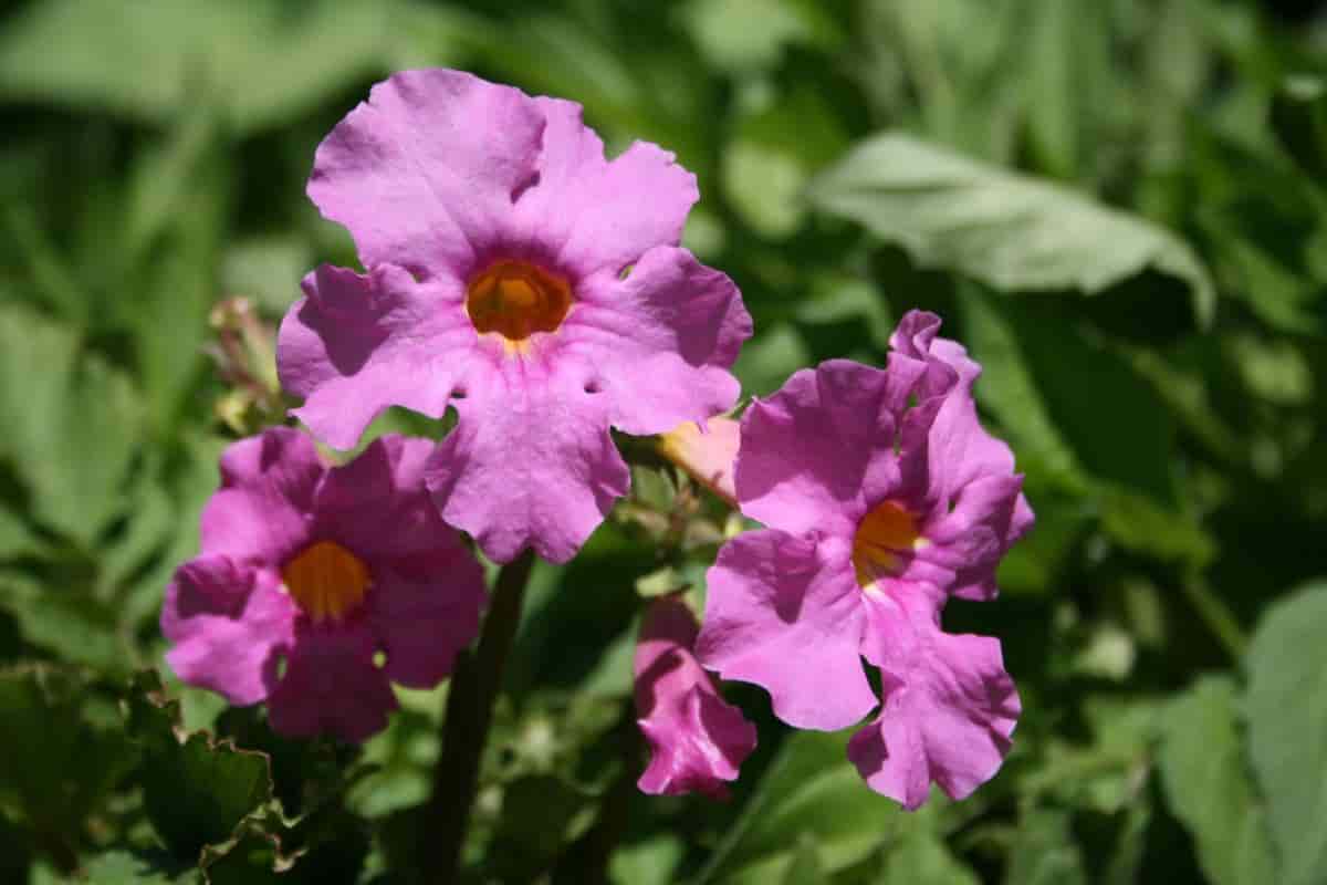 News on Plants